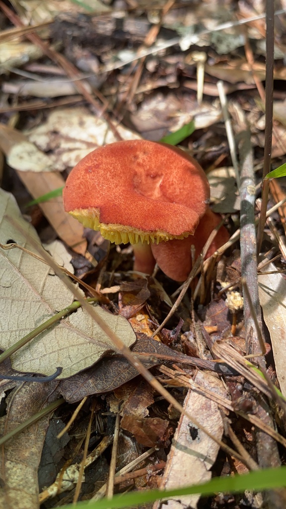 Golden Gilled Bolete from Scotland Neck on July 24, 2023 at 1257 PM by
