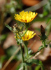 Hawkweed Oxtongue - Photo (c) Tig, all rights reserved, uploaded by Tig