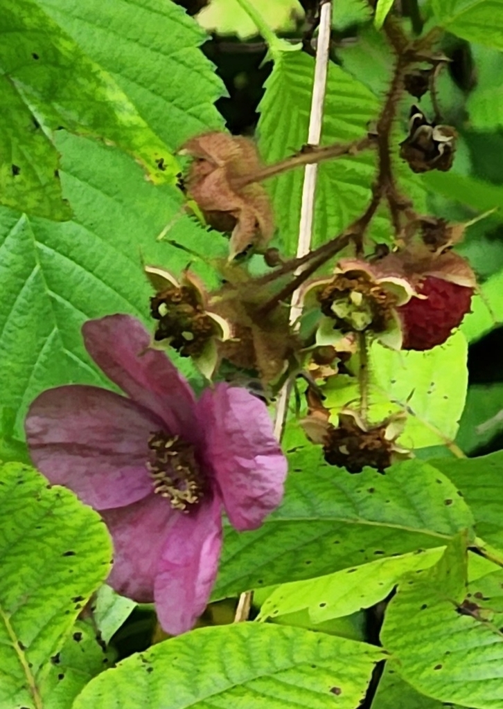 purple-flowered raspberry from Townsend, TN 37882, USA on July 23, 2023 ...