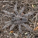 Chaetopelma altugkadirorum - Photo 由 Guy Tansley 所上傳的 (c) Guy Tansley，保留所有權利
