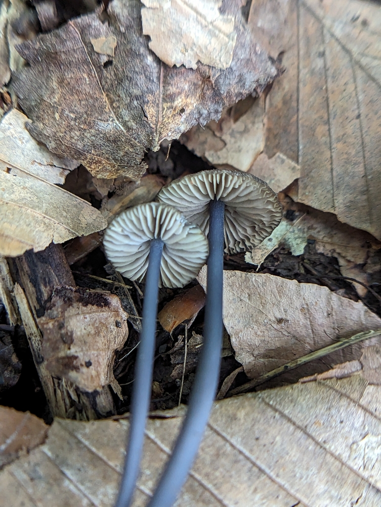 Entoloma pulchripes from Nitro, WV, USA on July 21, 2023 at 06:36 PM by ...