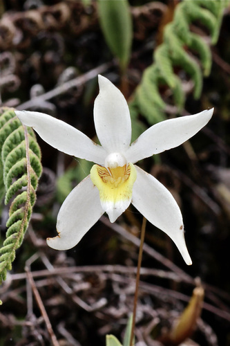Longipes Orchid