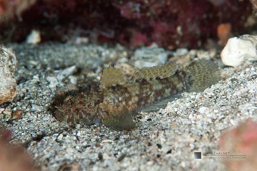 Callogobius maculipinnis