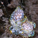 Gasterópodos Heterobranquios - Photo (c) Shigeru Harazaki, todos los derechos reservados, subido por Shigeru Harazaki