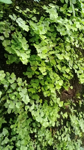 black maidenhair fern