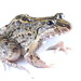 Miranda's White-lipped Frog - Photo (c) Zak, all rights reserved, uploaded by Zak