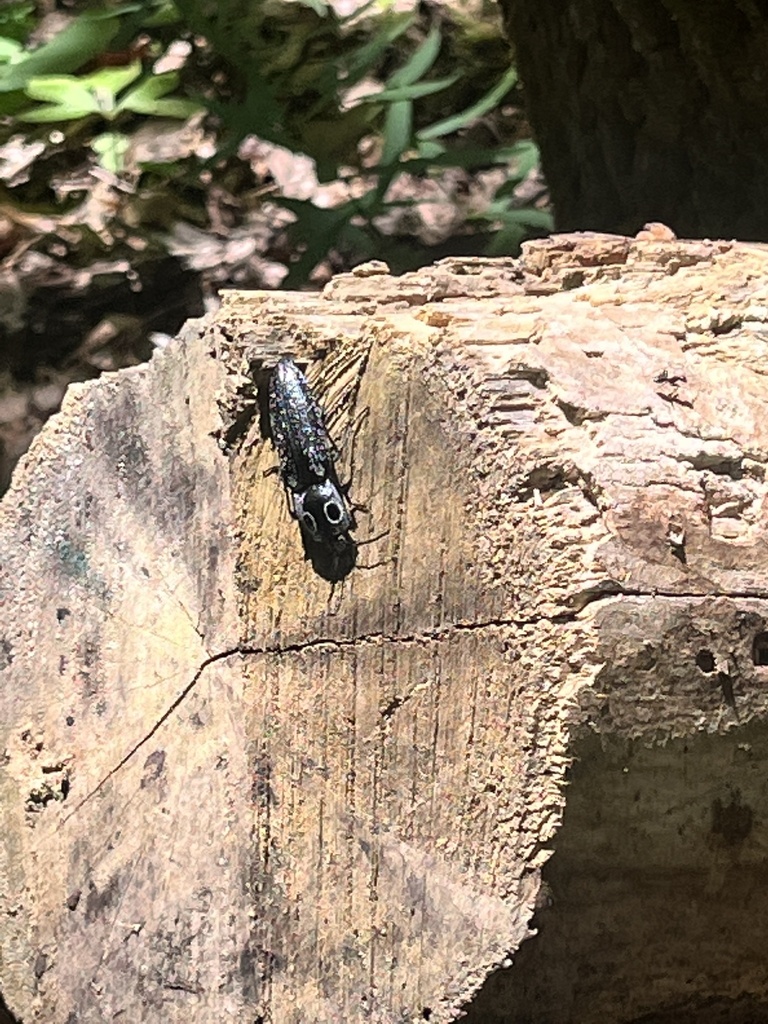 Eastern Eyed Click Beetle From Haywood County Great Smoky Mountains