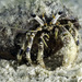Blue-eyed Hermit Crab - Photo (c) jim-anderson, all rights reserved, uploaded by jim-anderson
