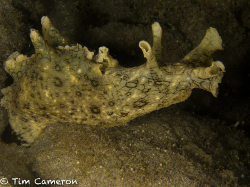 White-speckled Seahare