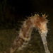 Observation photo