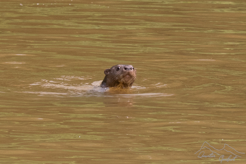 Spotted-necked Otter