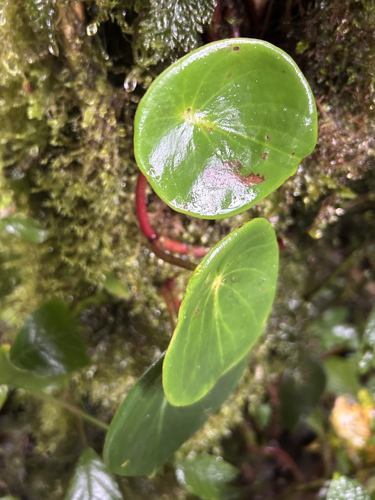 Peperomia hernandiifolia from Reserva Bosque Nuboso Santa Elena