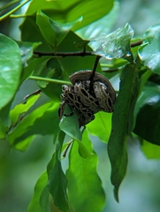 Ungaliophis panamensis image