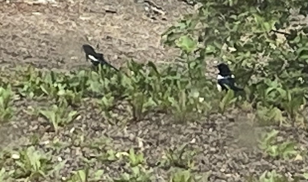 Black-billed Magpie from Lakeshore Dr, Peace River, BC, CA on July 24 ...