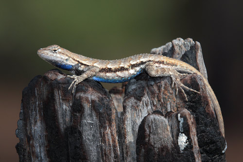 Prairie Lizard