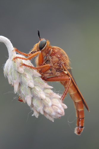 Ospriocerus latipennis