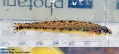 Channel Darter