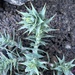 Nassauvia argyrophylla - Photo (c) Franco M.G, todos los derechos reservados, subido por Franco M.G