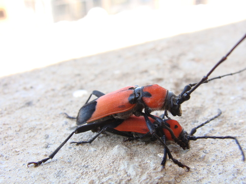 Purpuricenus desfontainii