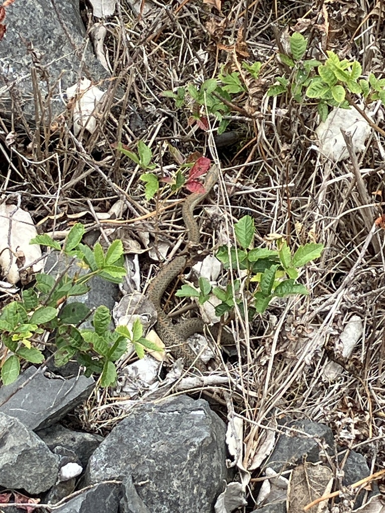 Northwestern Garter Snake from Redwood National and State Parks