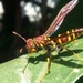 Unstable Paper Wasp - Photo (c) NACHITO, all rights reserved, uploaded by NACHITO