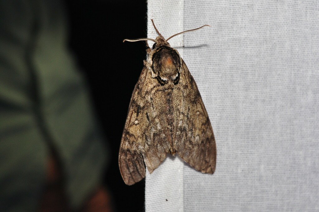 Waved Sphinx from Cortland County, NY, USA on July 22, 2023 at 11:49 PM ...