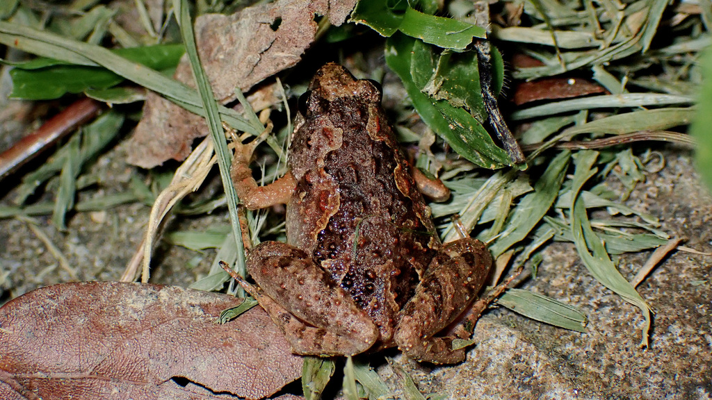 Tubercled Pygmy Frog From Sai Kung Hong Kong On July 22 2023 At 09 01 PM By WK Cheng INaturalist