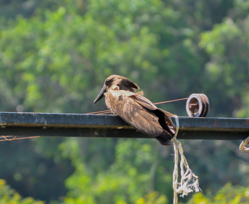 Hamerkop
