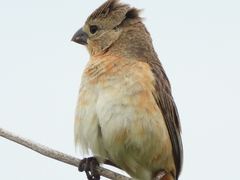 Sporophila minuta image