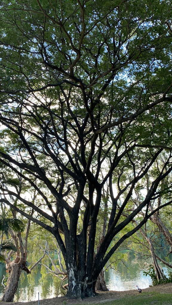 Monkey Pod Tree From Douglas On July 25 2023 At 04 46 PM By David   Large 