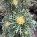 Banksia cirsioides - Photo (c) Alex Mitchell, todos los derechos reservados, subido por Alex Mitchell