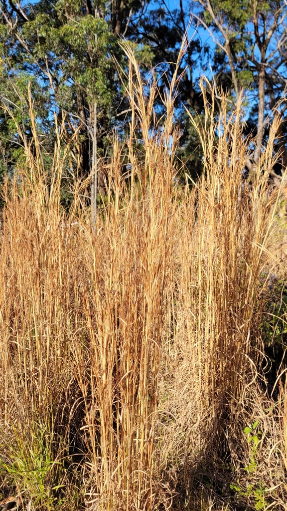 broomsedge bluestem from Kincumber NSW 2251, Australia on July 25, 2023