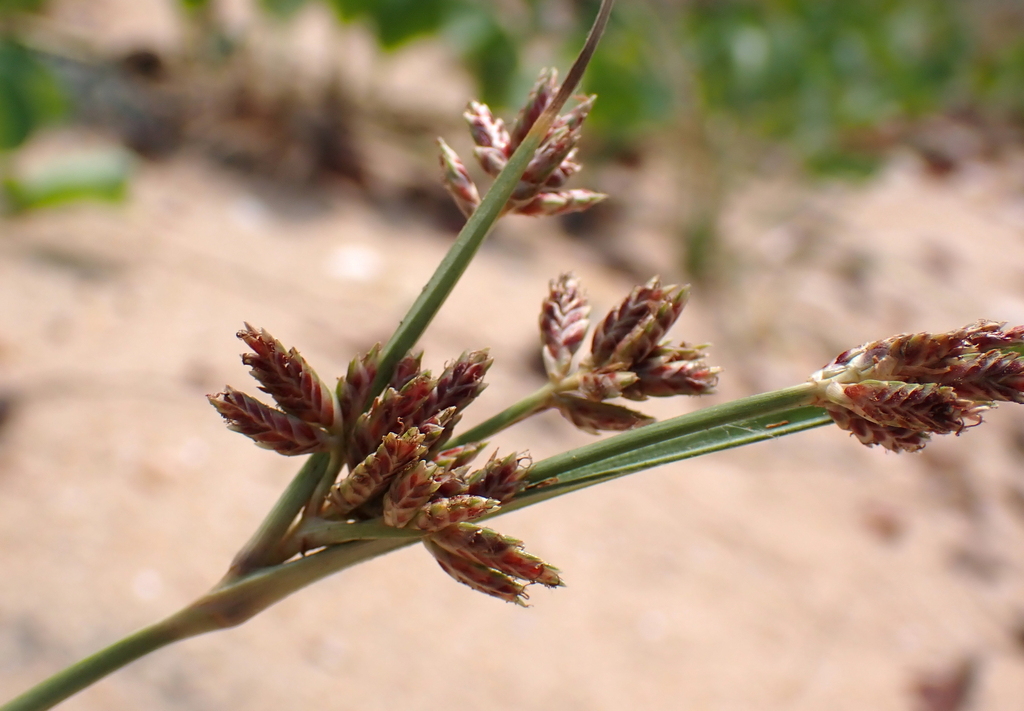 Cyperus stoloniferus (Cyperus stoloniferus)