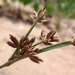 Cyperus stoloniferus - Photo (c) naturalistchu, όλα τα δικαιώματα διατηρούνται, uploaded by naturalistchu