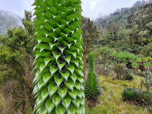 Lobelia bequaertii