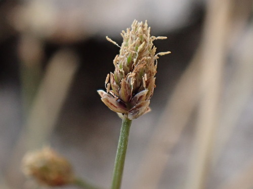 purple spikerush (Eleocharis atropurpurea)