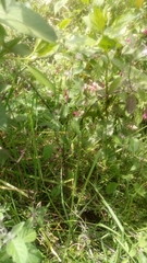 Salvia quitensis image