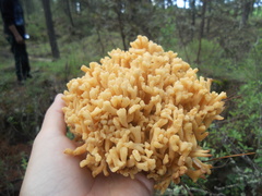 Ramaria formosa image