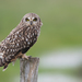 Short-eared Owl - Photo (c) S.G.R., all rights reserved, uploaded by S.G.R.