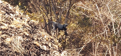 Blue Monkey