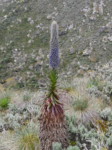 Lobelia wollastonii