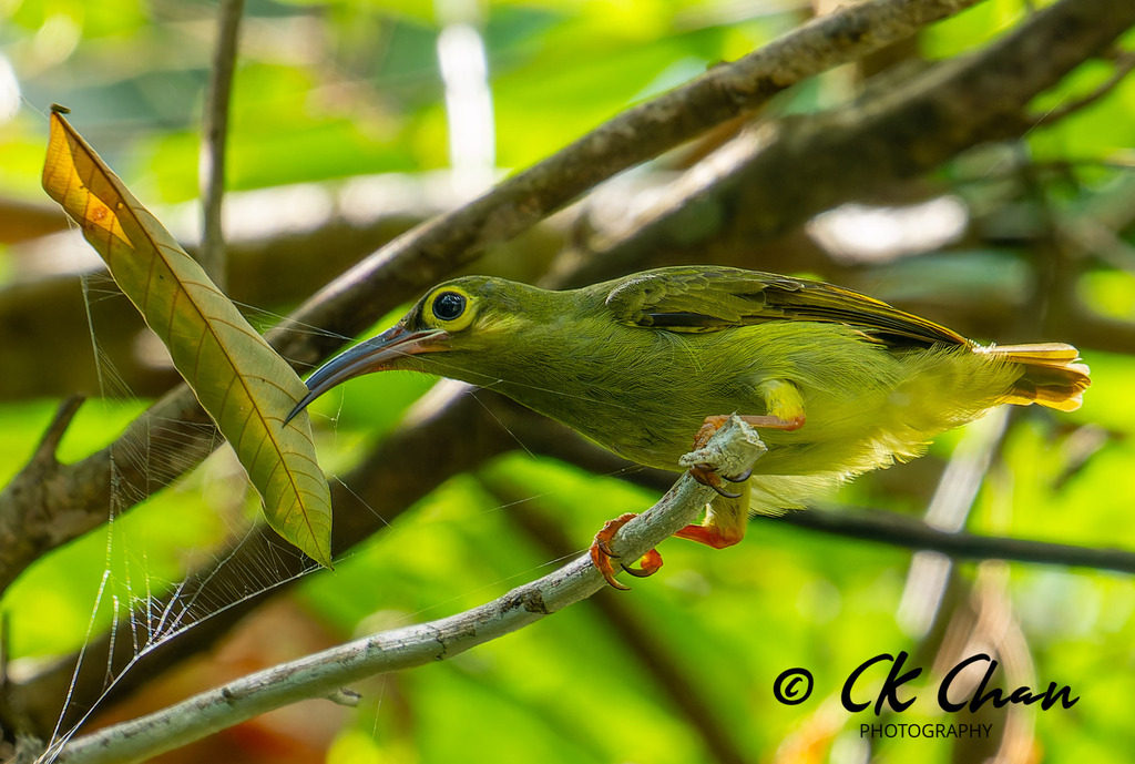 Spectacled Spiderhunter (Arachnothera flavigaster) photo
