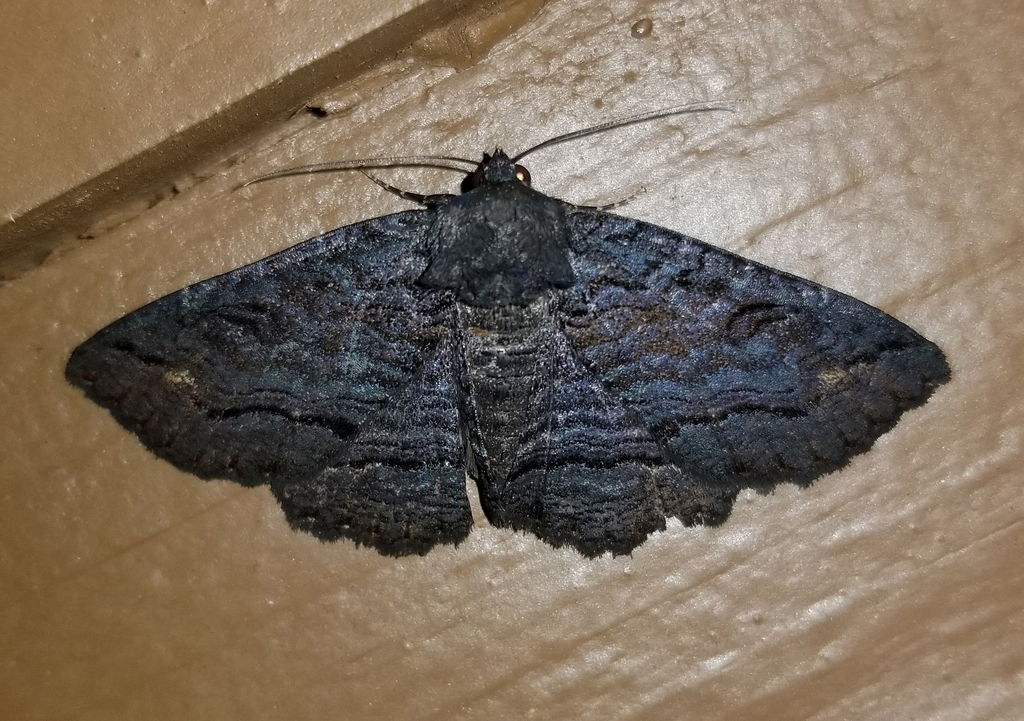 Black Zale Moth from Fentress County, TN, USA on July 24, 2023 at 10:01 ...