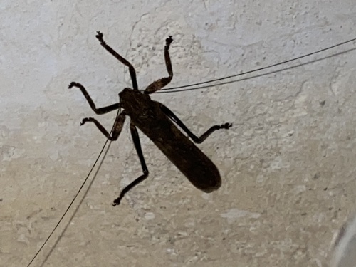 Tegra novaehollandiae