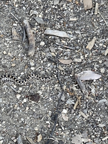 iNaturalist observation photo of Gopher Snake