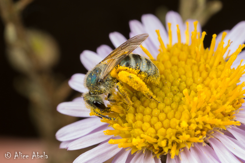 How to identify Lasioglossum pavonotum (Cockerell, 1925)