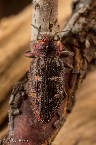 Apple Bark Beetle