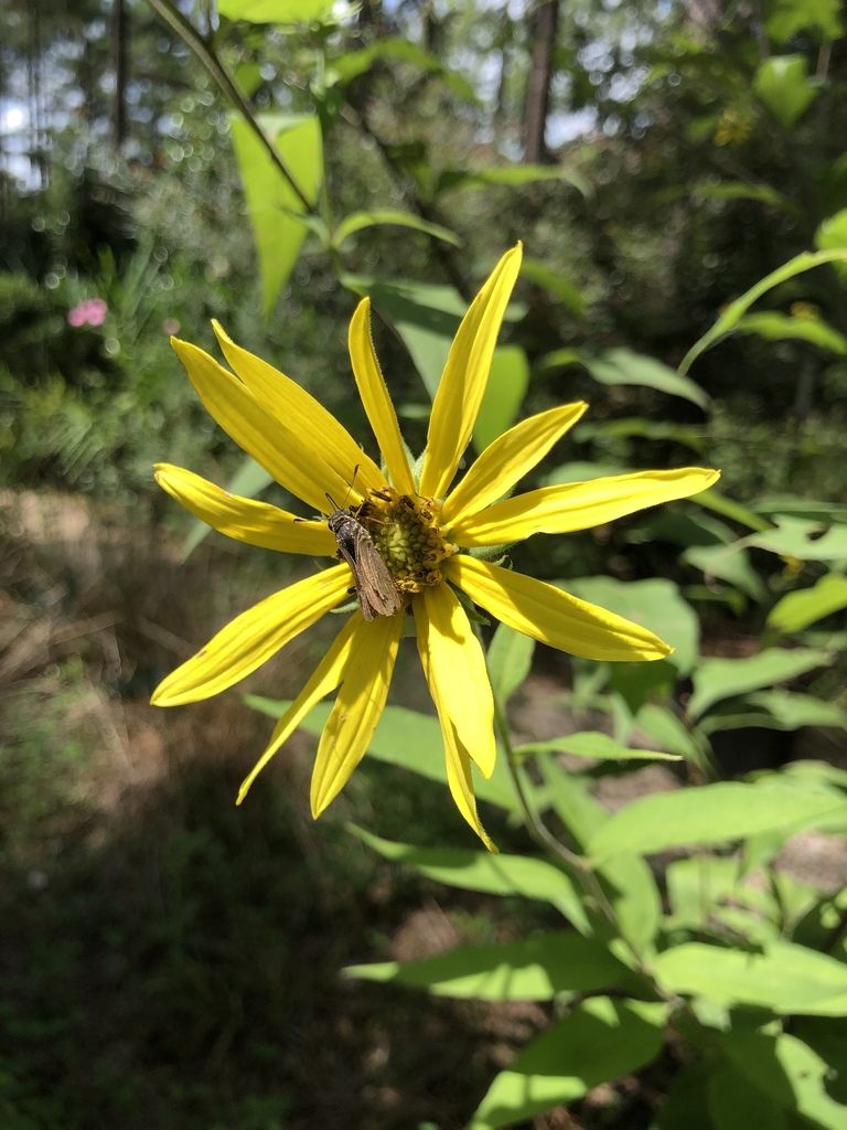 Skippers from pike county ms usa on august 8 2019 at 01 54 pm by
