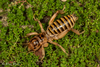 Pictured Jerusalem Cricket - Photo (c) Alice Abela, all rights reserved