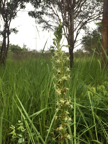 Habenaria disparilis